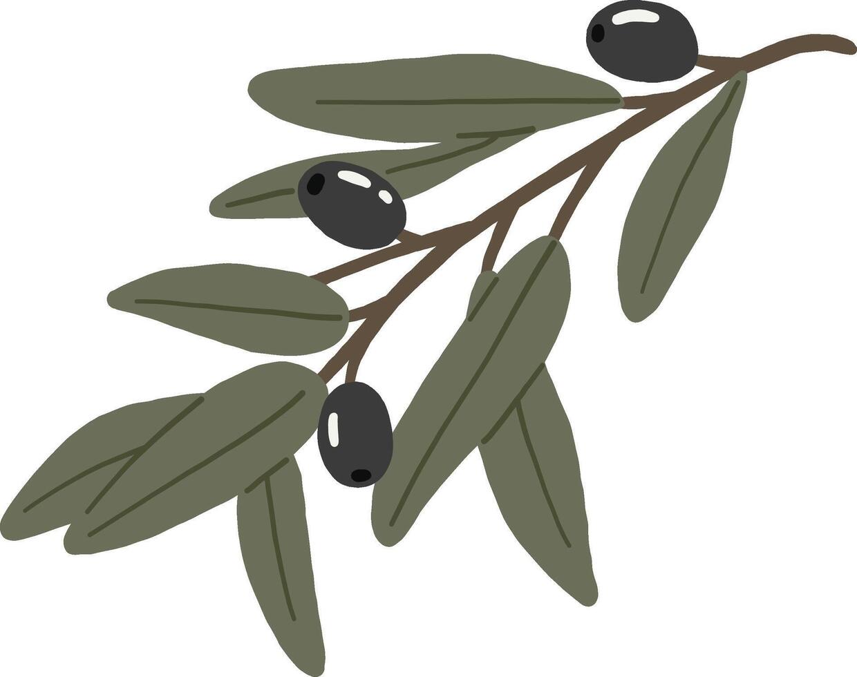 The olive branch, isolated object on white background vector