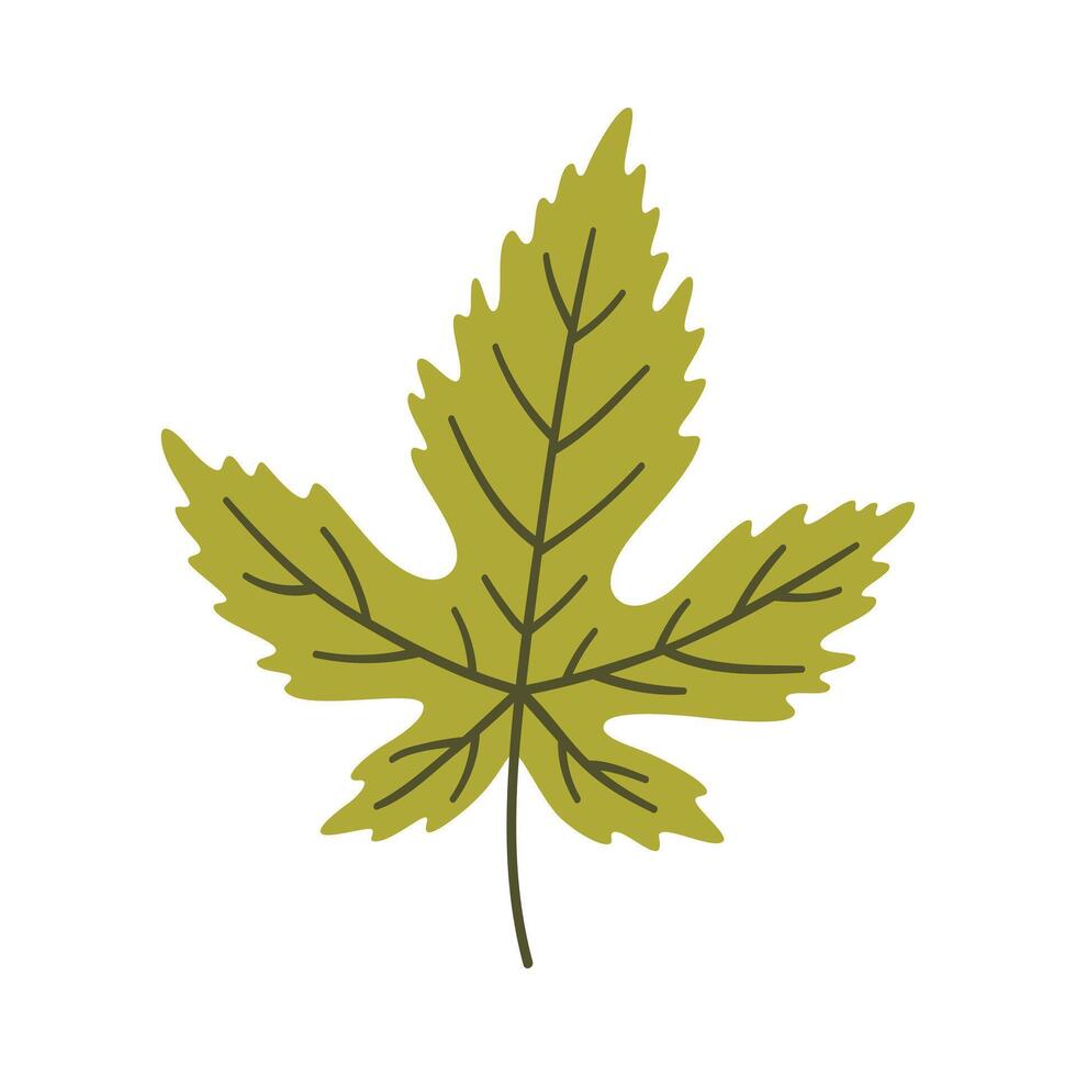 Maple leaf in light green color. One element isolated on white. Spring, summer or autumn background, illustration vector