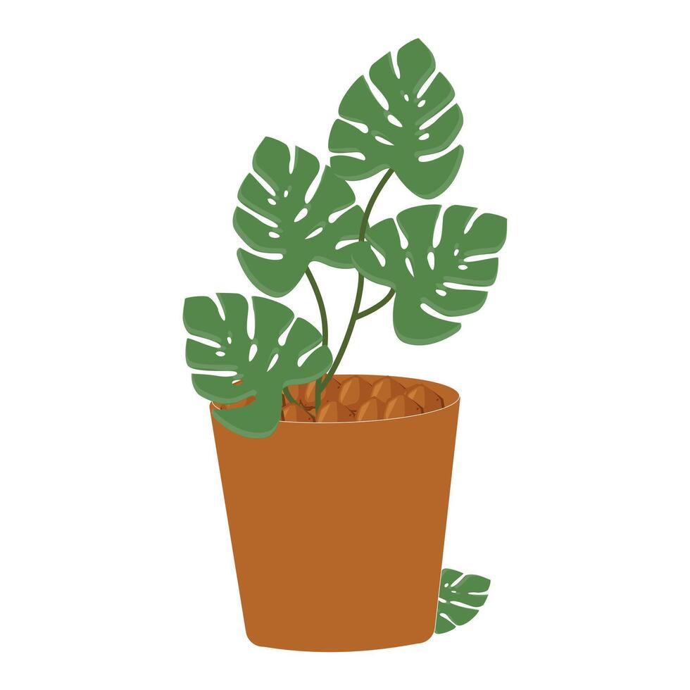 Flat Design Green Leaf Plant in Simple Pot Isolated on White, monstera vector