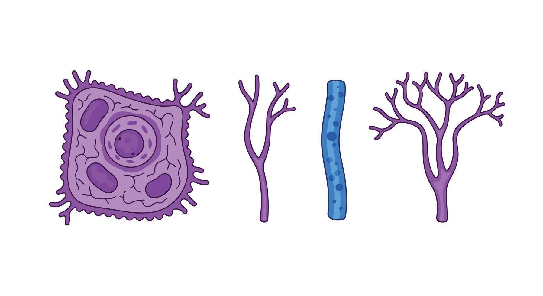 Exploring the Intricate World of Tissues Unraveling the Secrets Within Our Bodies Health vector