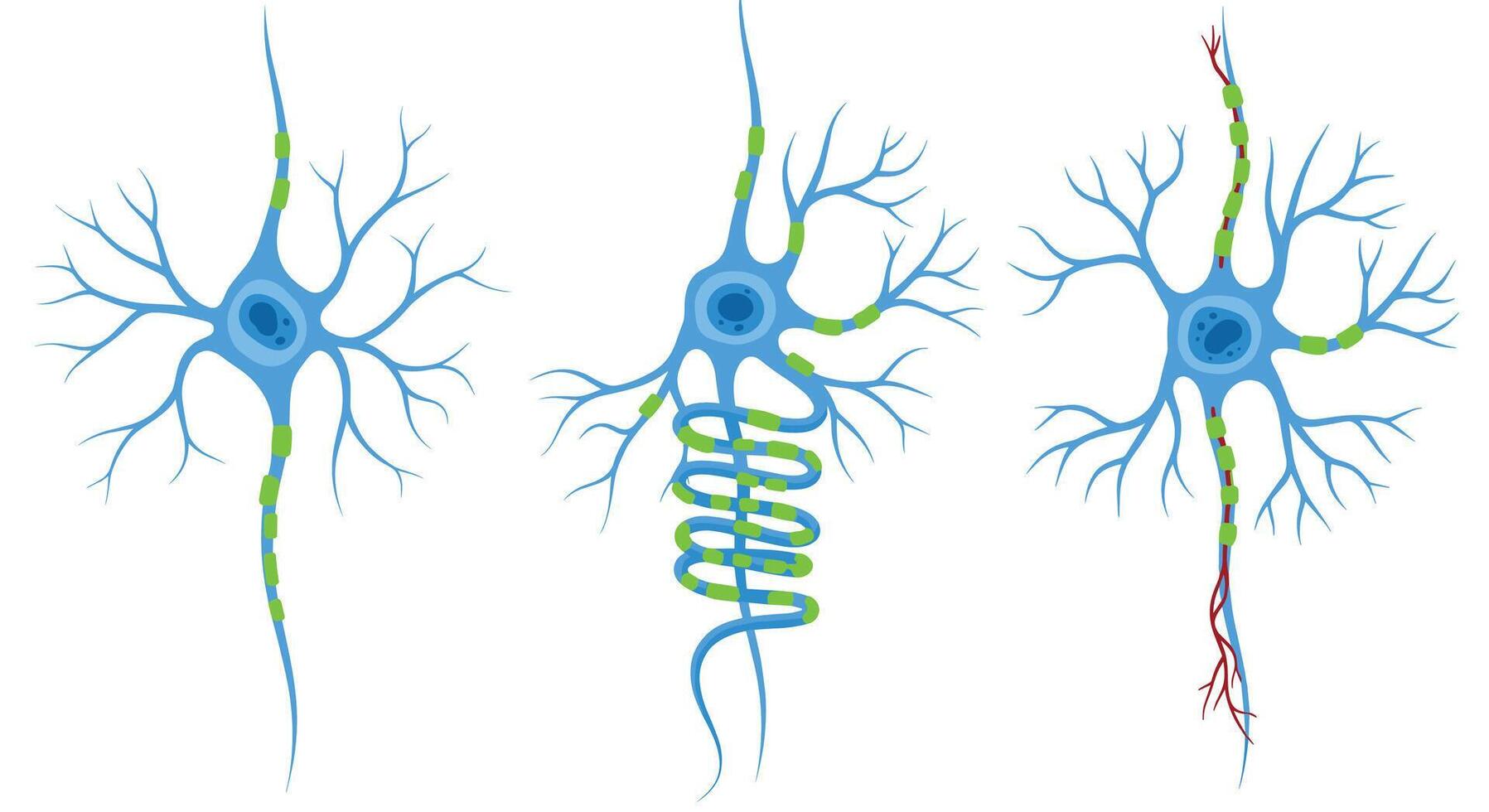 A Close Look at Neurons and Their Processes in Detail and Explanation vector