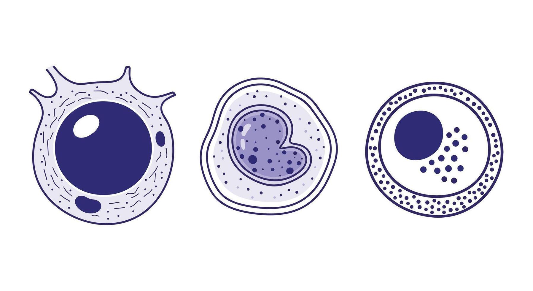 A Study of White Blood Cells Immune System Components Involved in Infection Control vector