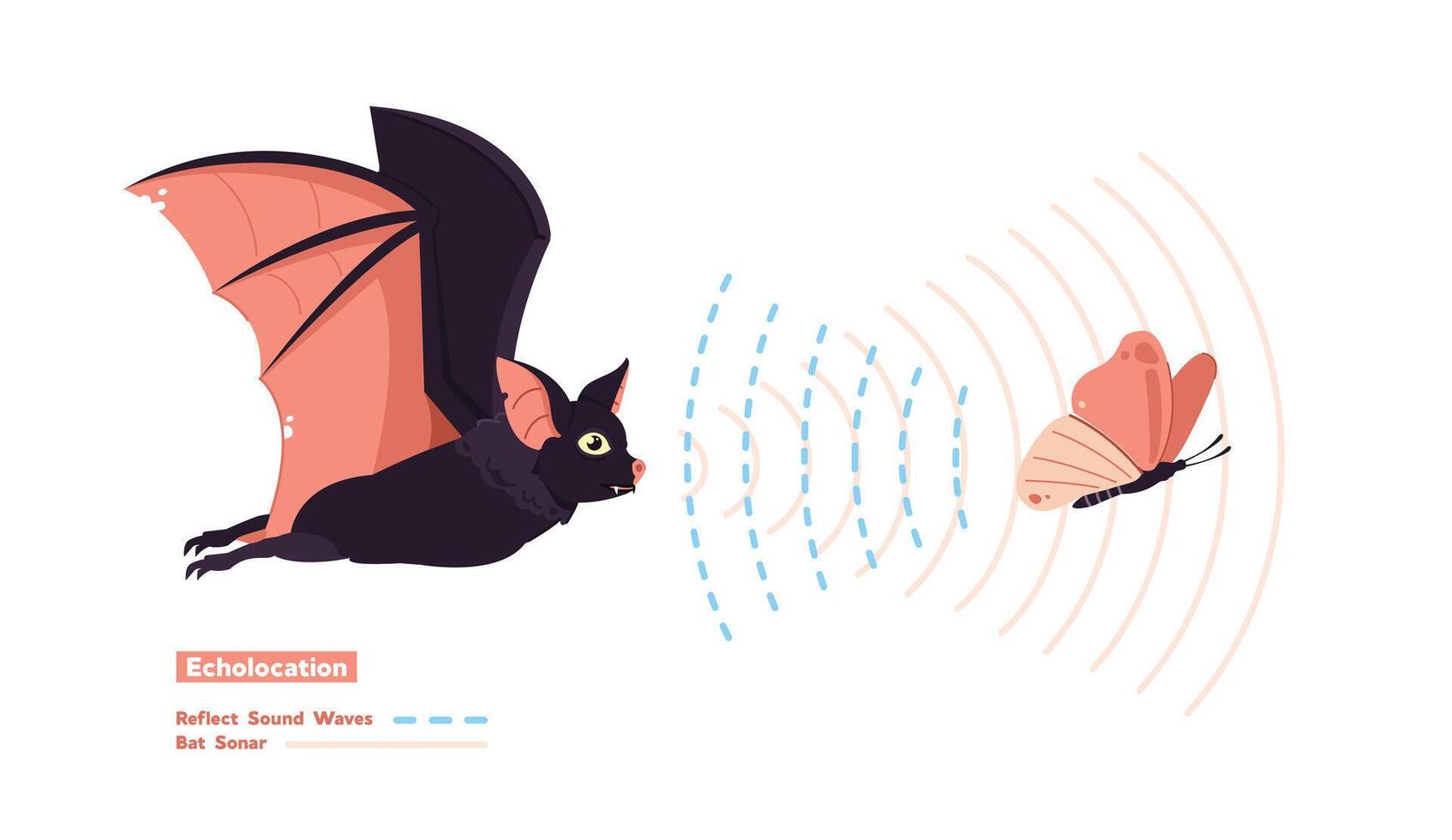 Echolocation illustration, Bats emit high frequency sounds to prey and analyze the returning echoes to navigate vector