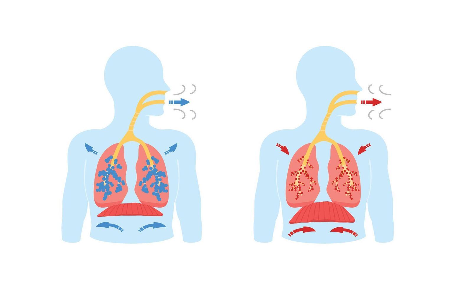 Breathing. Respiratory system operation, Inhalation and exhalation, Diaphragm movement. study Medical education vector