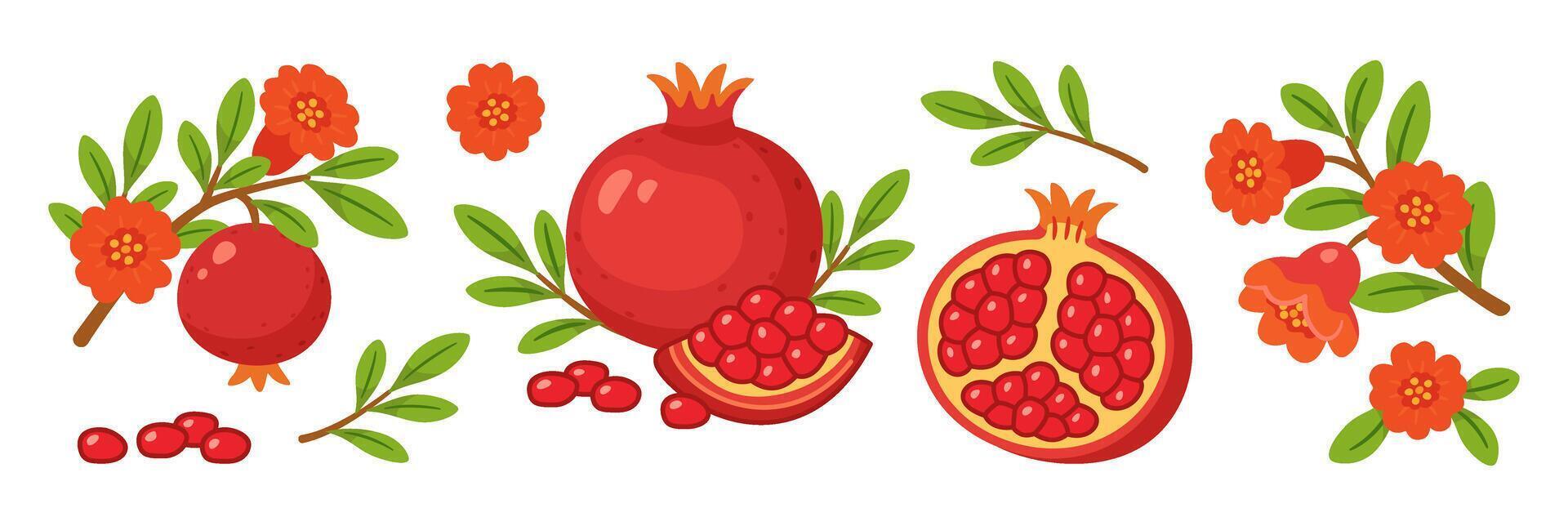 Pomegranate set, whole and half fruits with seeds, branches, green leaves, pomegranate flowers. flat style, isolated icons. For packaging, digital and print projects, greeting cards, botanical posters vector