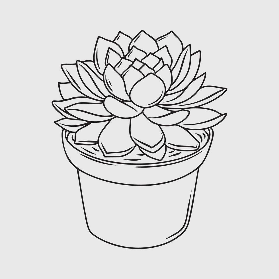 Line drawing of a echeveria succulent plant in a pot vector