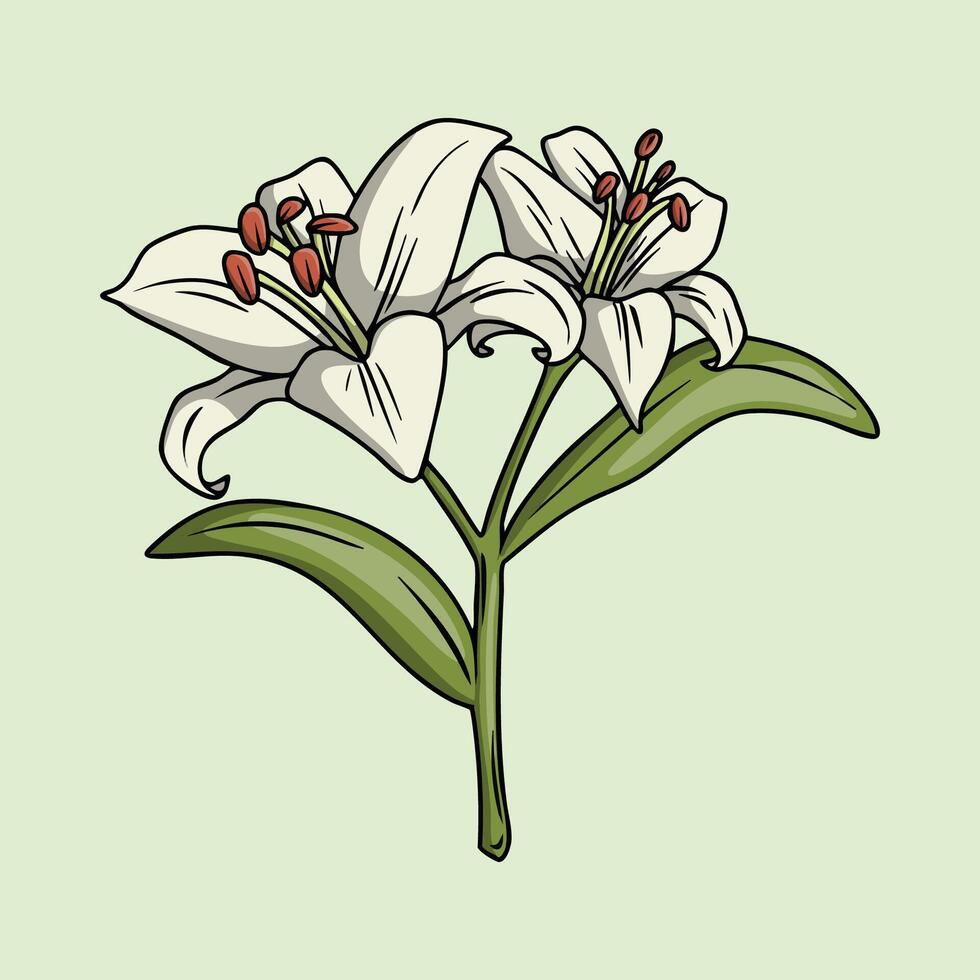 Two White Lily Flowers in Bloom vector