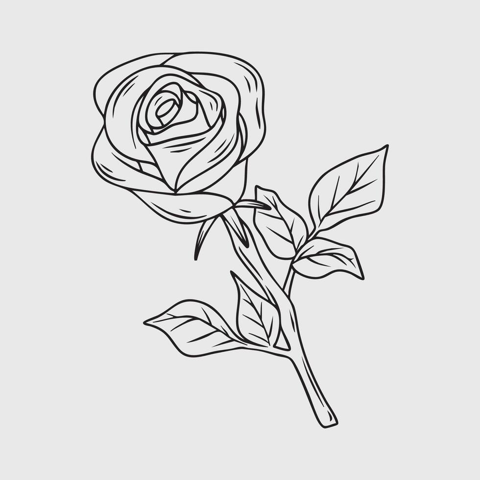 Delicate Line Art Rose Flower vector