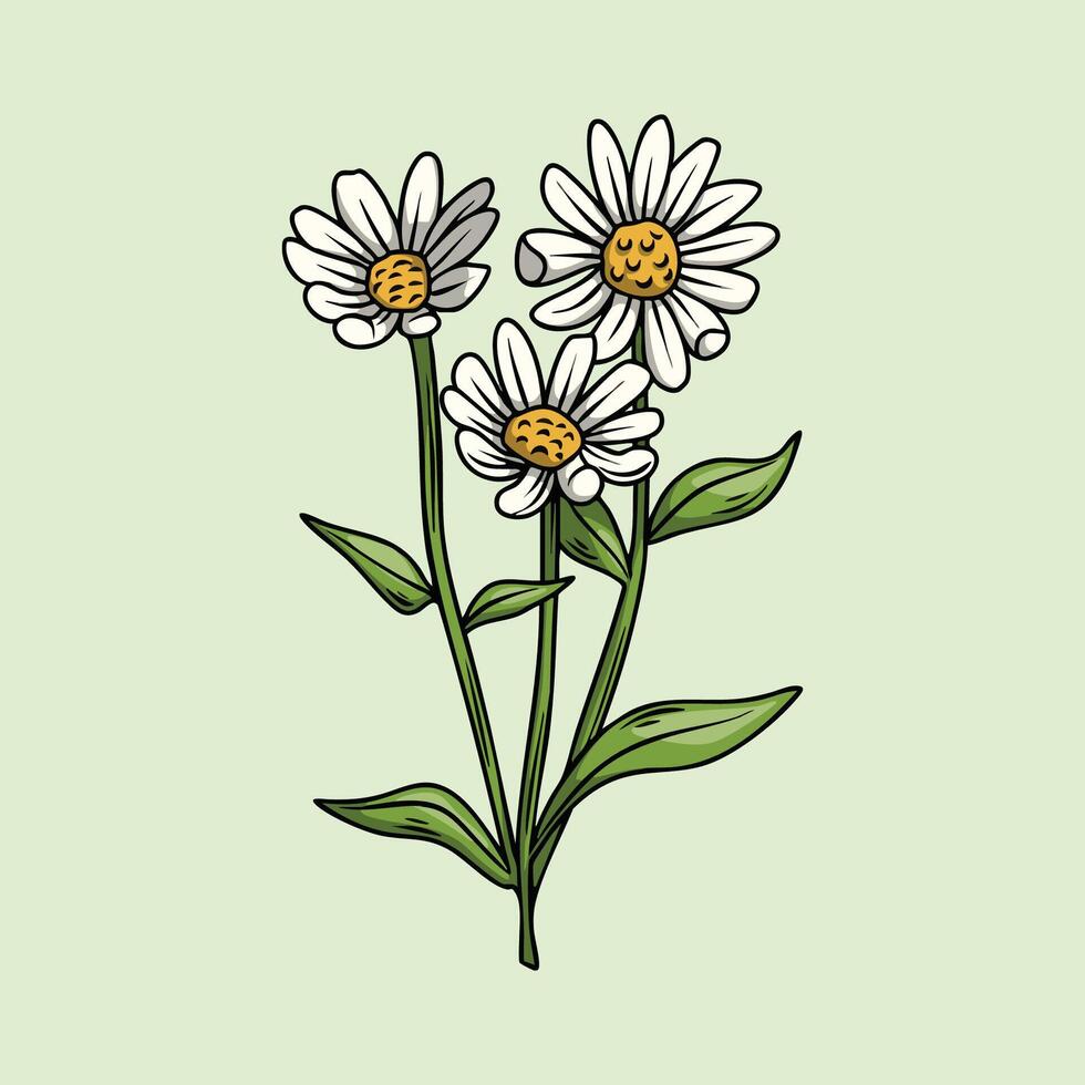 Hand drawn three white daisies on a stem vector