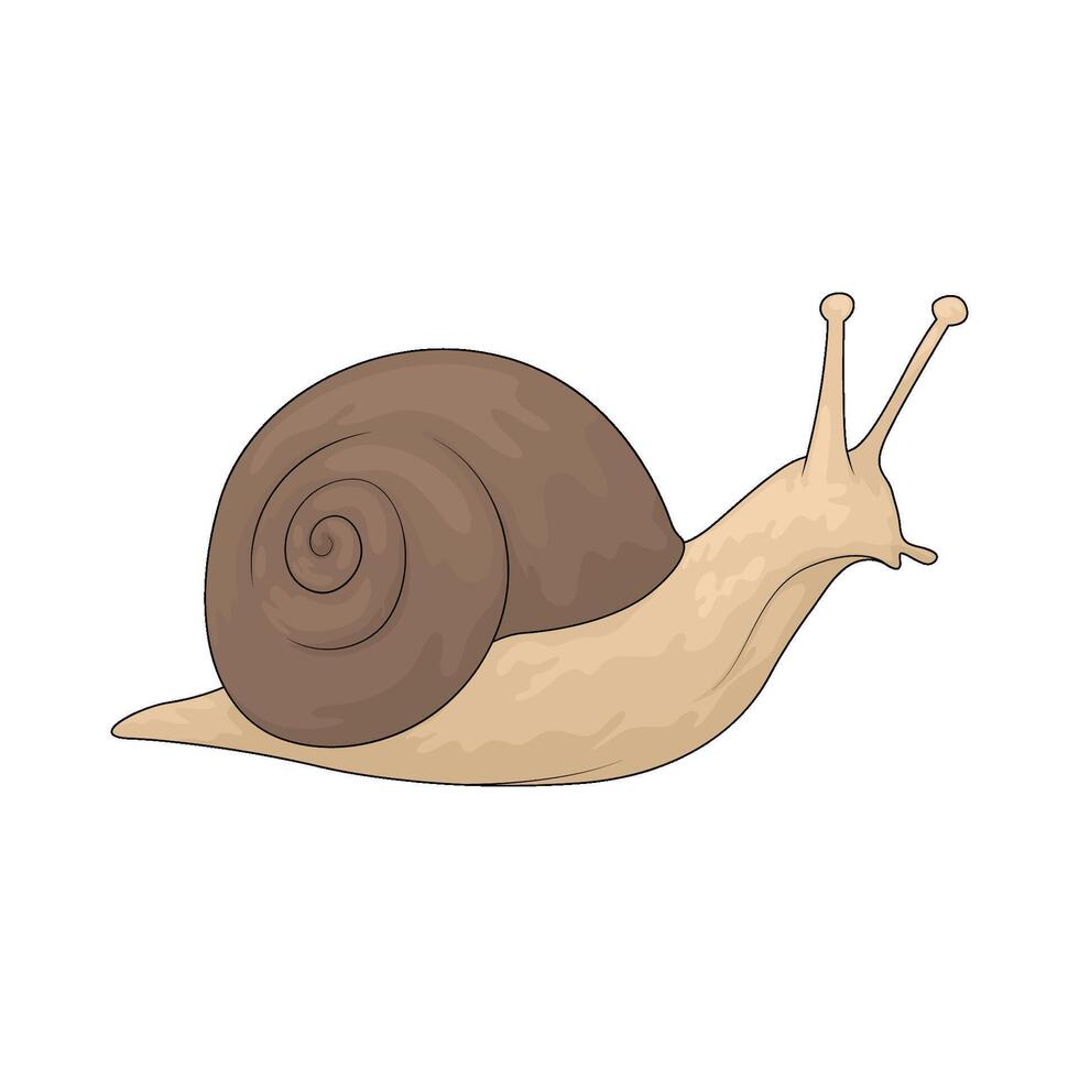 the snail illustration vector