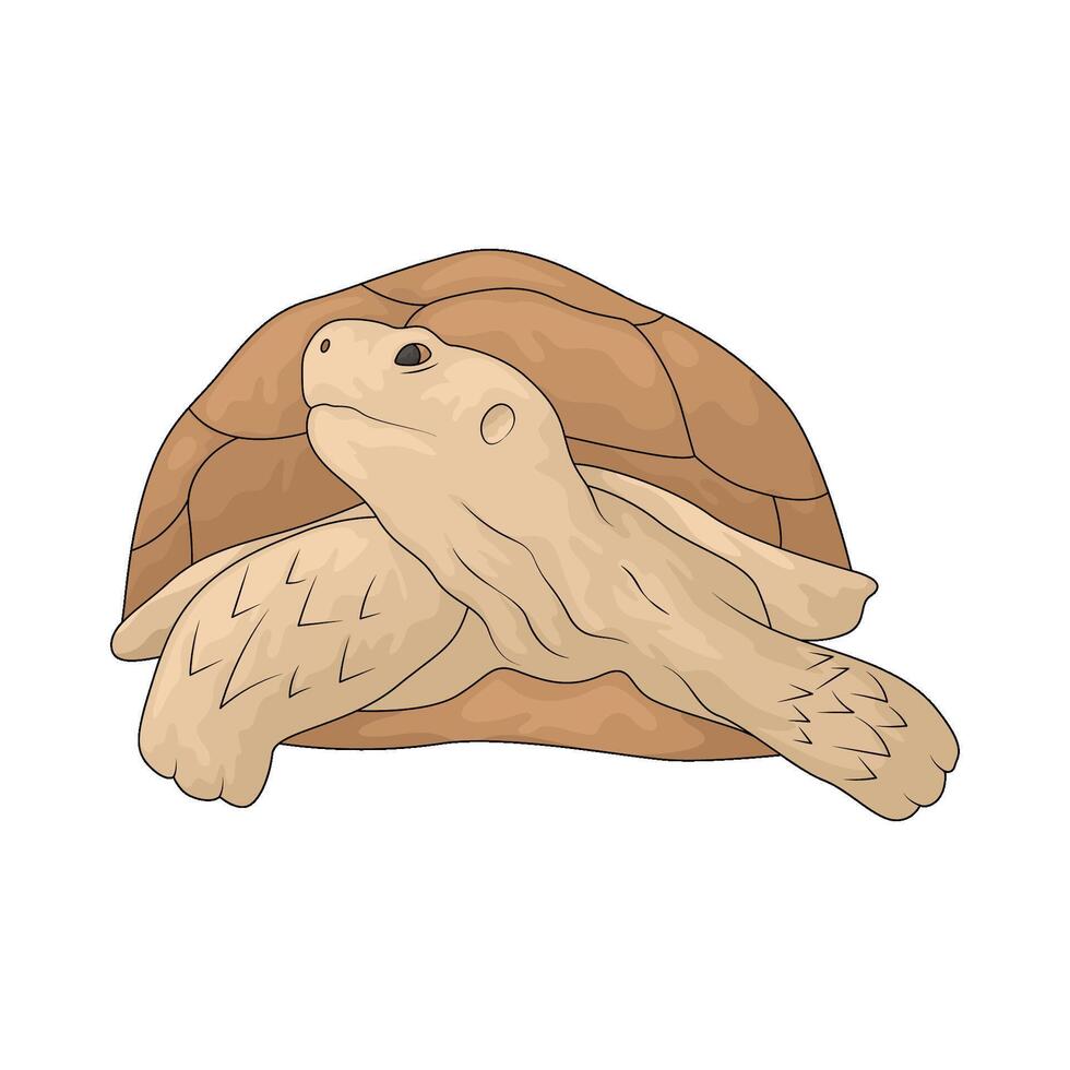 old sea turtle vector