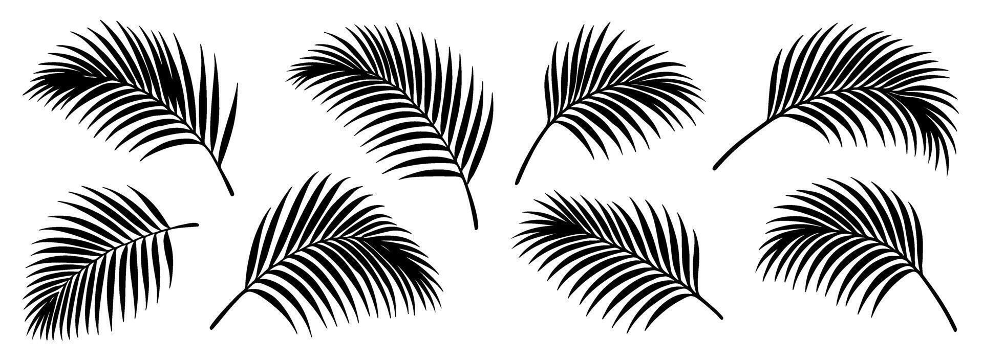 Palm leaves silhouettes icon set. simple black and white isolated on transparent background, illustration. vector