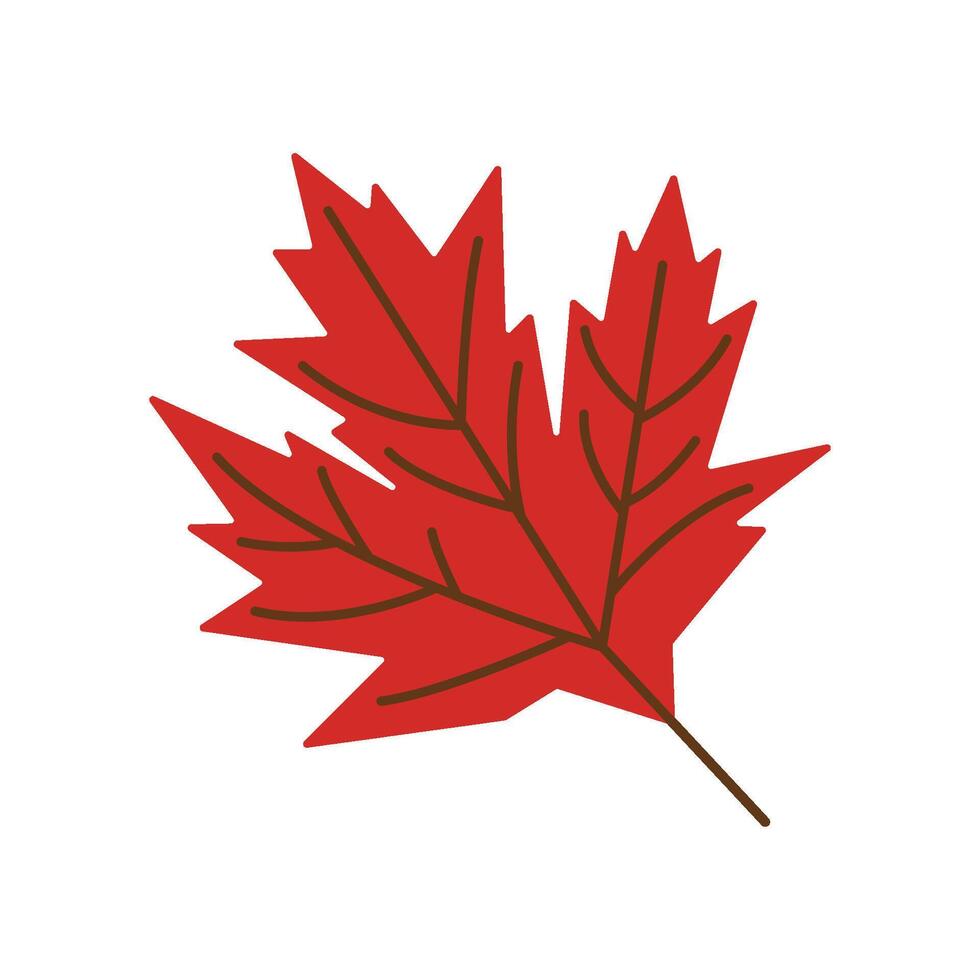 A red maple leaf on a white background vector