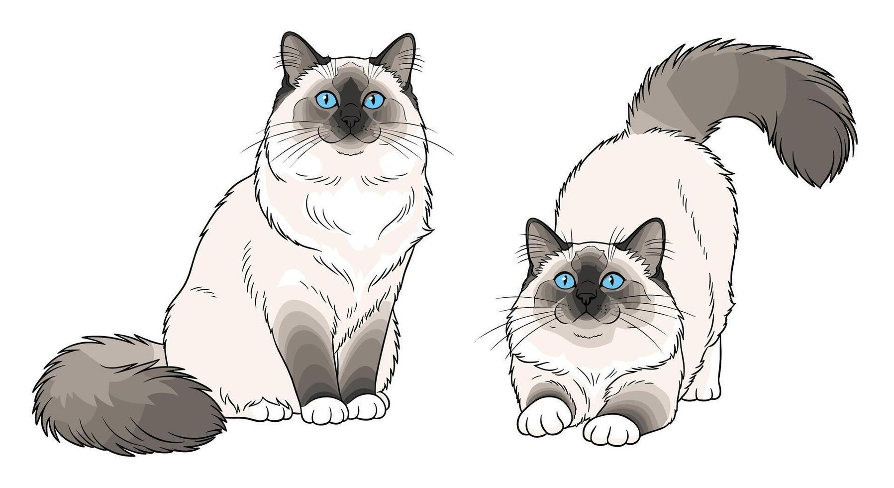Two cats with blue eyes standing next to each other vector