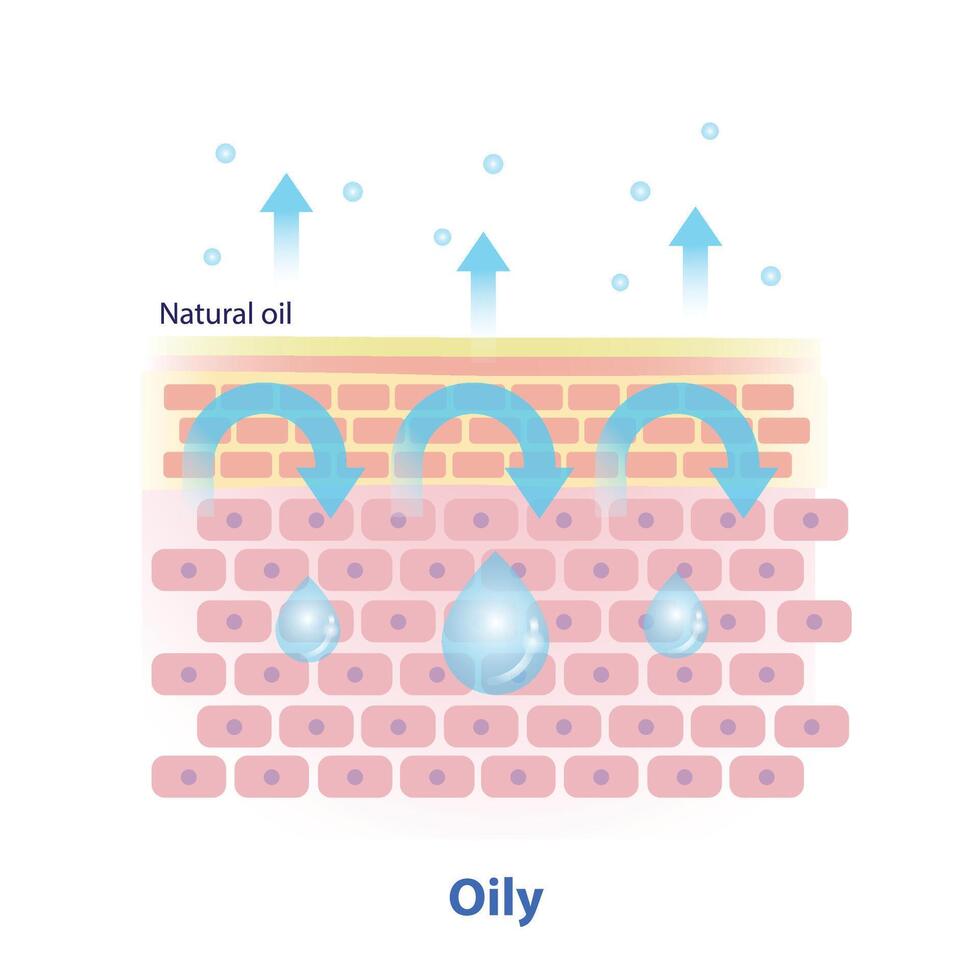 The mechanism of oily skin illustration on white background. Cross section of natural oil on skin layer acts as an occlusive that help trap in water and hydration, less trans epidermal water loss. vector