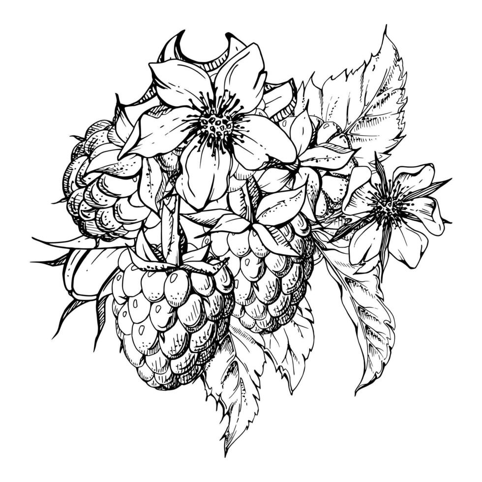Raspberry flower buds, leaves, asymmetrical ripe forest garden berries bunch cluster group, hand drawn in ink. Isolated botanical illustration for dessert menu, wedding, farmers market grocery vector