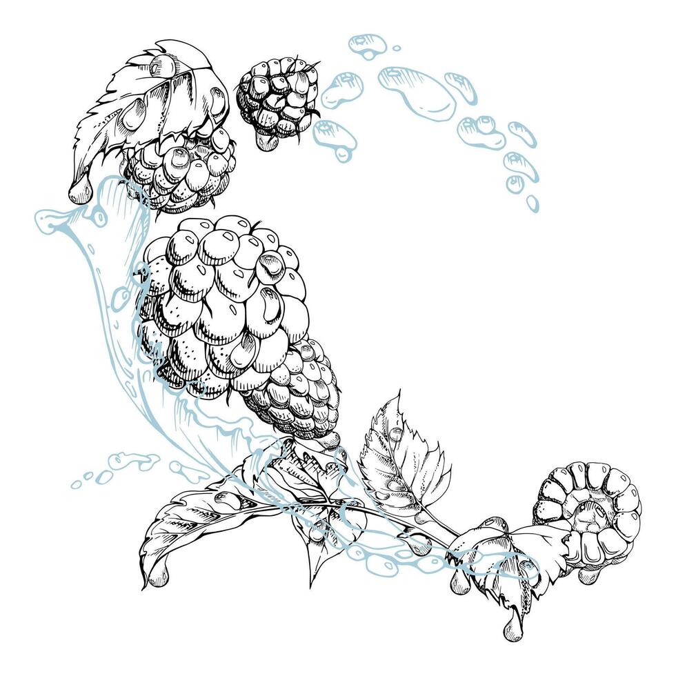 Raspberry flying in water splash leaves flowers, wet moist dew drops, fresh ripe garden berries dewberry cloudberry mulberry loganberry. Isolated illustration hand drawn in ink. Drinks grocery vector