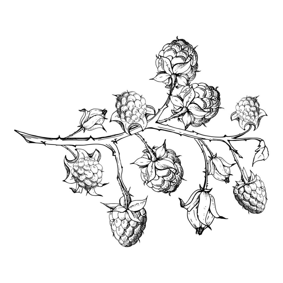 Raspberry ripe garden berry on thorny spiked branch hand drawn in ink. Hanging dewberry mulberry loganberry. Isolated closeup botanical illustration. Recipe book, farmers market, eco gardening vector