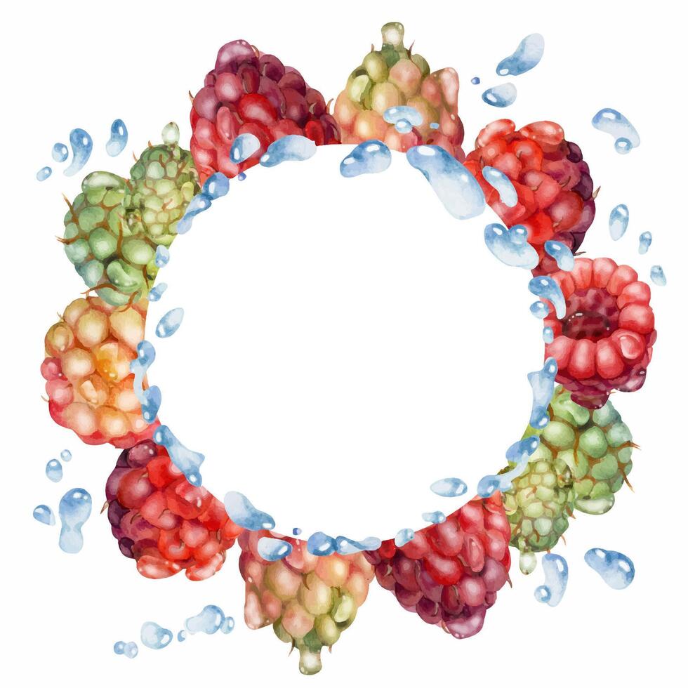 Raspberry berries wreath flying with water splash, dew drops hand drawn in watercolor. Ripe garden dewberry cloudberry mulberry tayberry. Isolated circle frame. Fresh grocery, home preserves cookbook vector