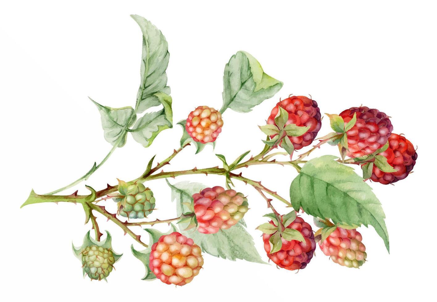Raspberry leaves berries hanging on thorny branch watercolor hand drawn. Ripe garden dewberry mulberry loganberry. Isolated botanical illustration. Home preserves, cookbook, grocery store stationery vector