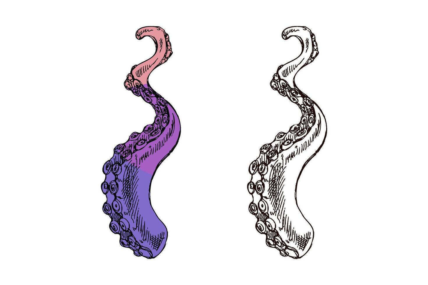 Hand drawn vintage illustration of octopus tentacle in purple pink gradient color and monochrome ink version vector