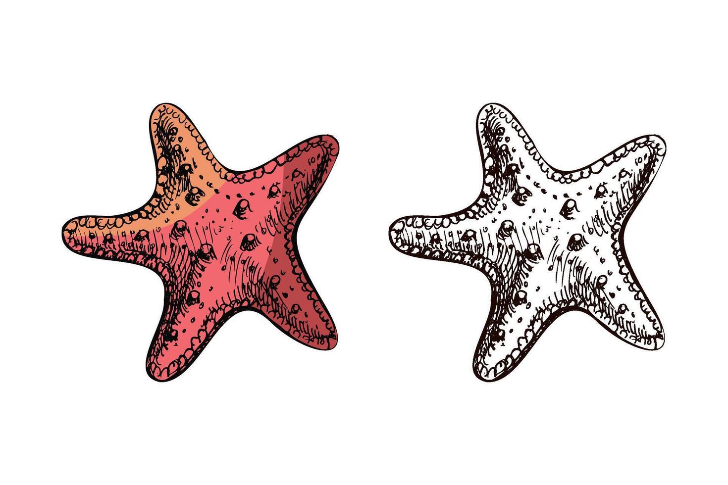 Hand drawn sketch of rounded starfish with coral orange gradient and monochrome version, vintage marine animal illustration set vector
