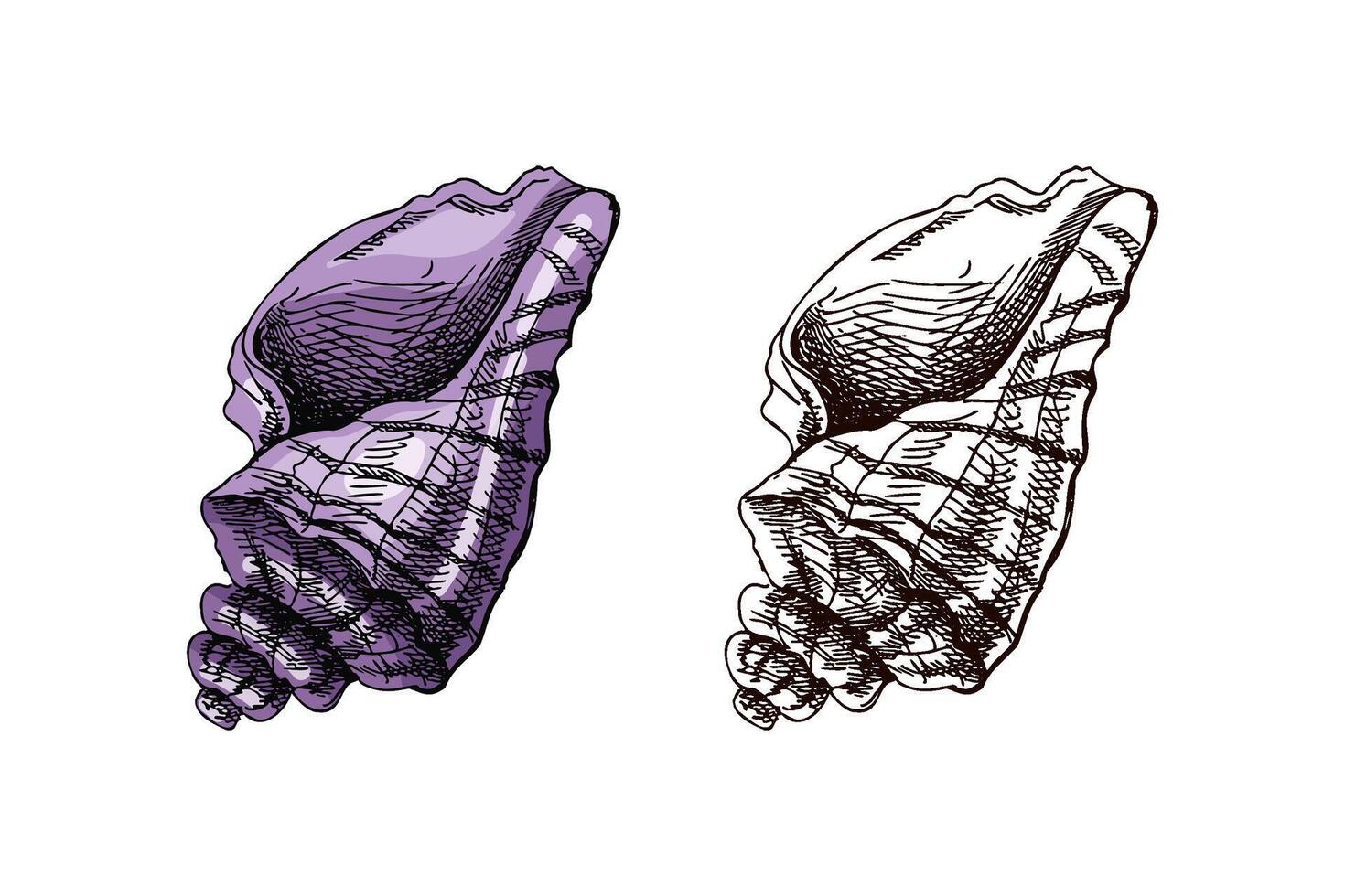 Hand drawn vintage seashell in pastel purple color with monochrome version, elegant marine sketch illustration vector