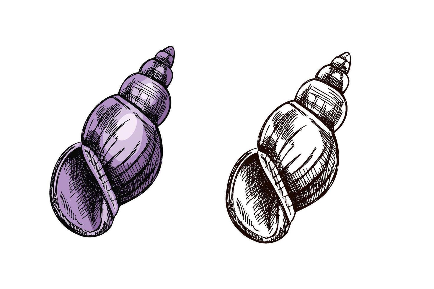 Hand drawn vintage sketch of spiral sea shell in soft purple color with monochrome version, isolated illustration vector