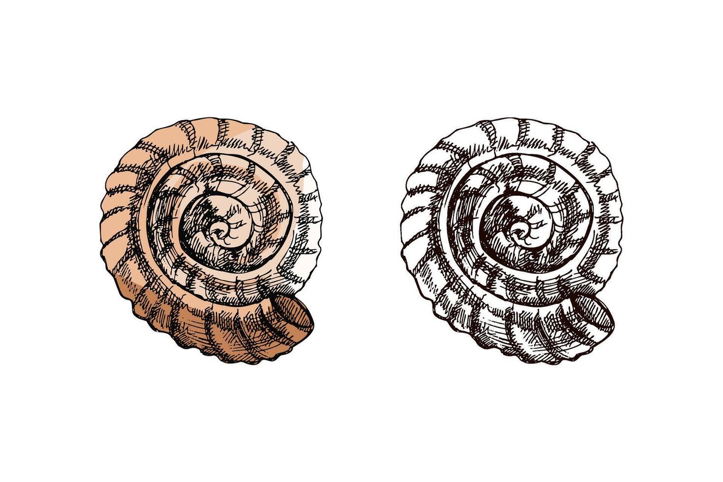 Hand drawn vintage sketch of spiral flat seashell in pastel brown color with monochrome version, isolated illustration vector