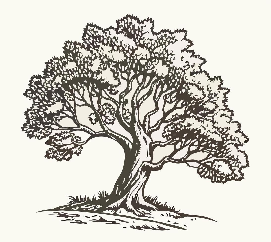 Hand drawn illustration of a large, old tree vector
