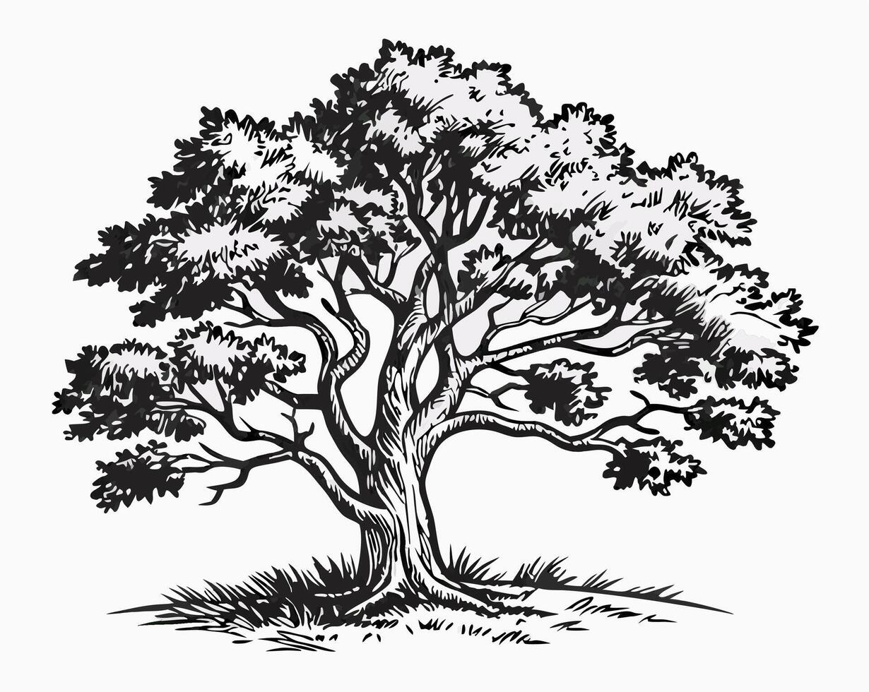 Hand drawn Black and White Tree Illustration vector