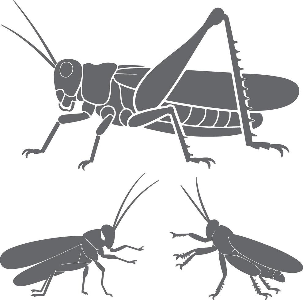 Three Gray Grasshopper Silhouettes Detailed Illustrations Large Insect Side Profile View Small Insects Bottom View vector