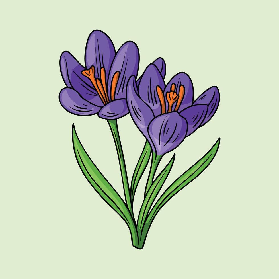 Two Purple Crocus Flowers in Bloom vector