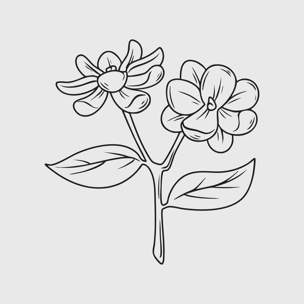 Detailed Line Drawing of Jasmine Flowers vector