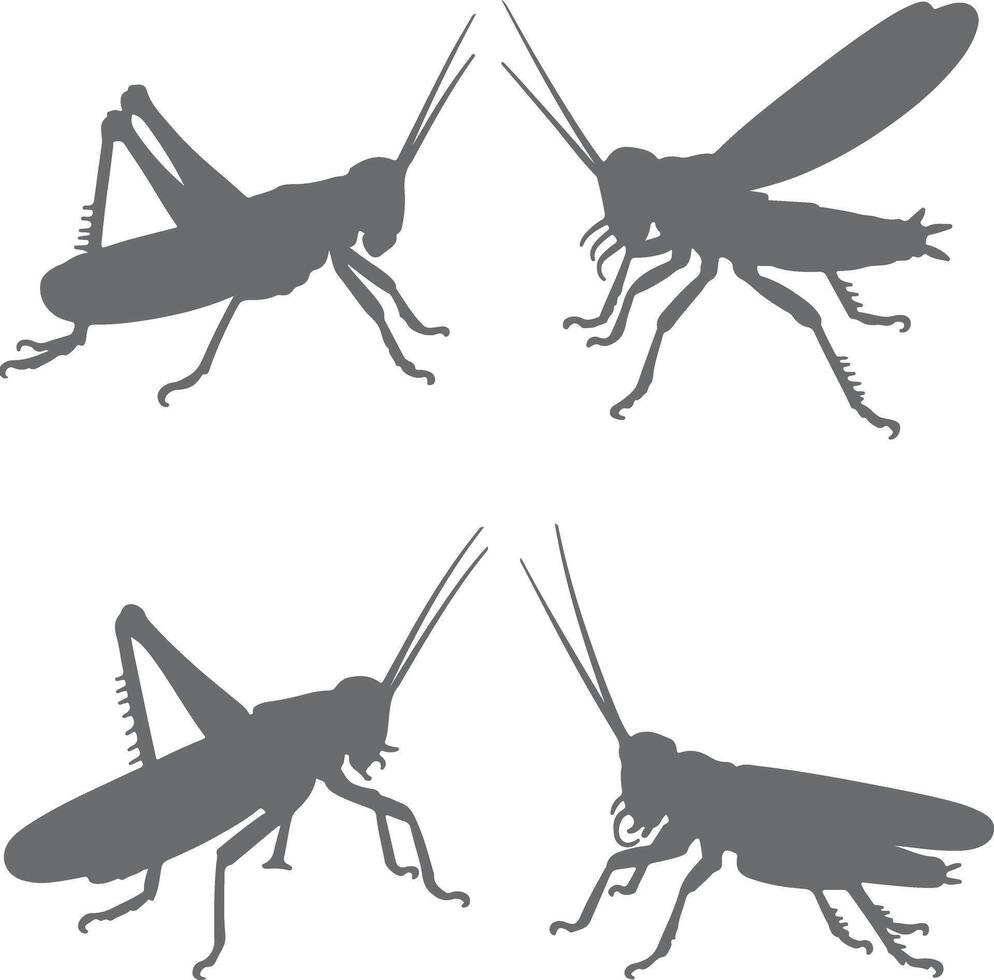 Four Gray Grasshopper Silhouettes Facing Each Other in Pairs on White Background Detailed Insect Illustration vector