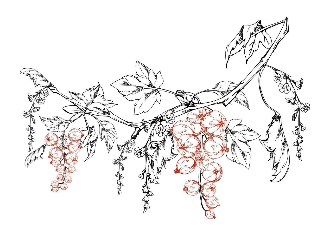 Currant gooseberry with green leaves, flowers in long clusters, berry hanging on branches. Isolated illustration hand drawn in ink. Craft herbal cosmetics, aroma candles, horticulture gardening vector