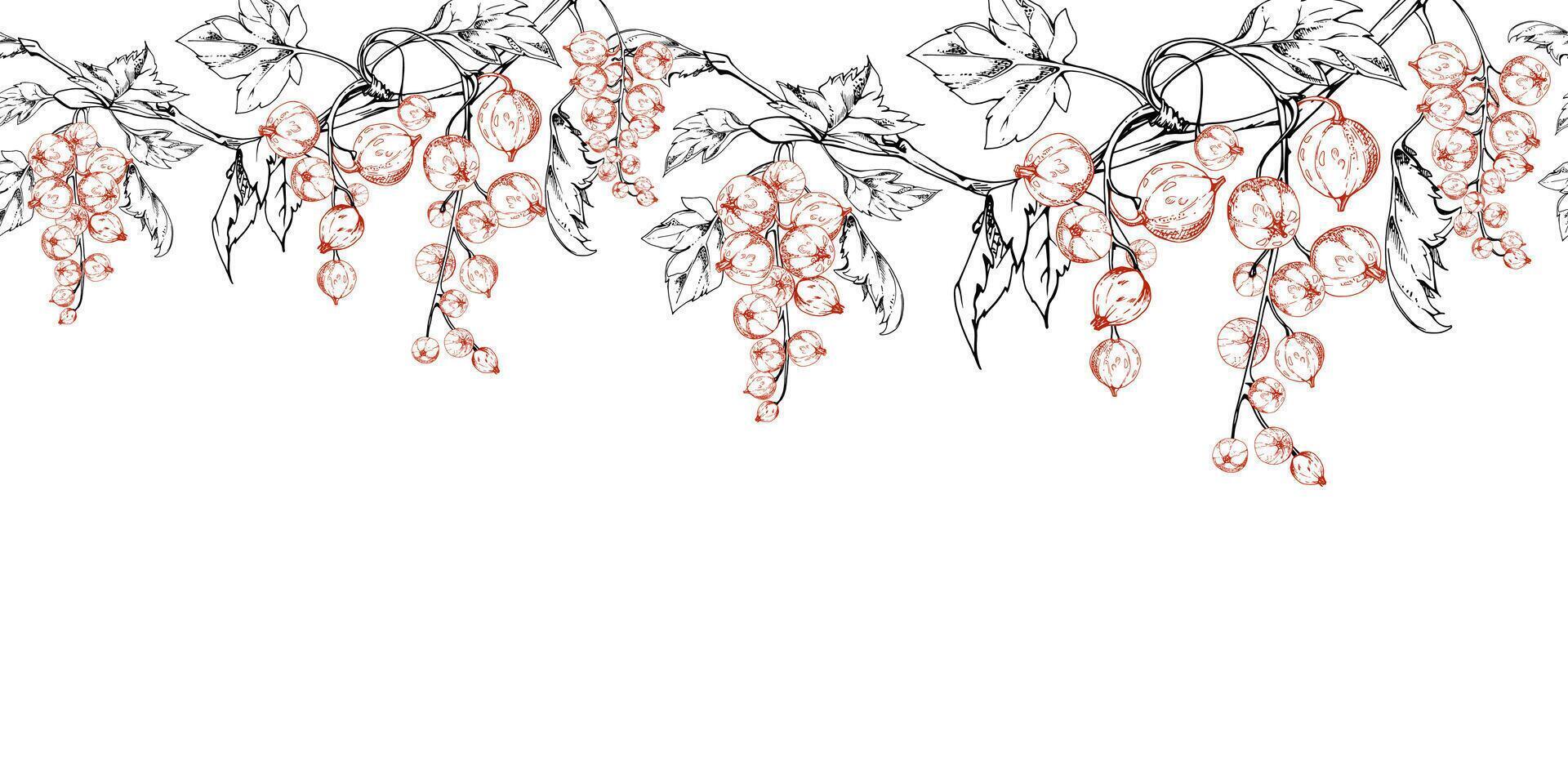 Branches of currant gooseberry clusters with leaves, ripe berry casseille jostaberry juneberry, hand drawn in ink. Isolated seamless banner border. Dessert menu, eco farmers market, gardening. vector