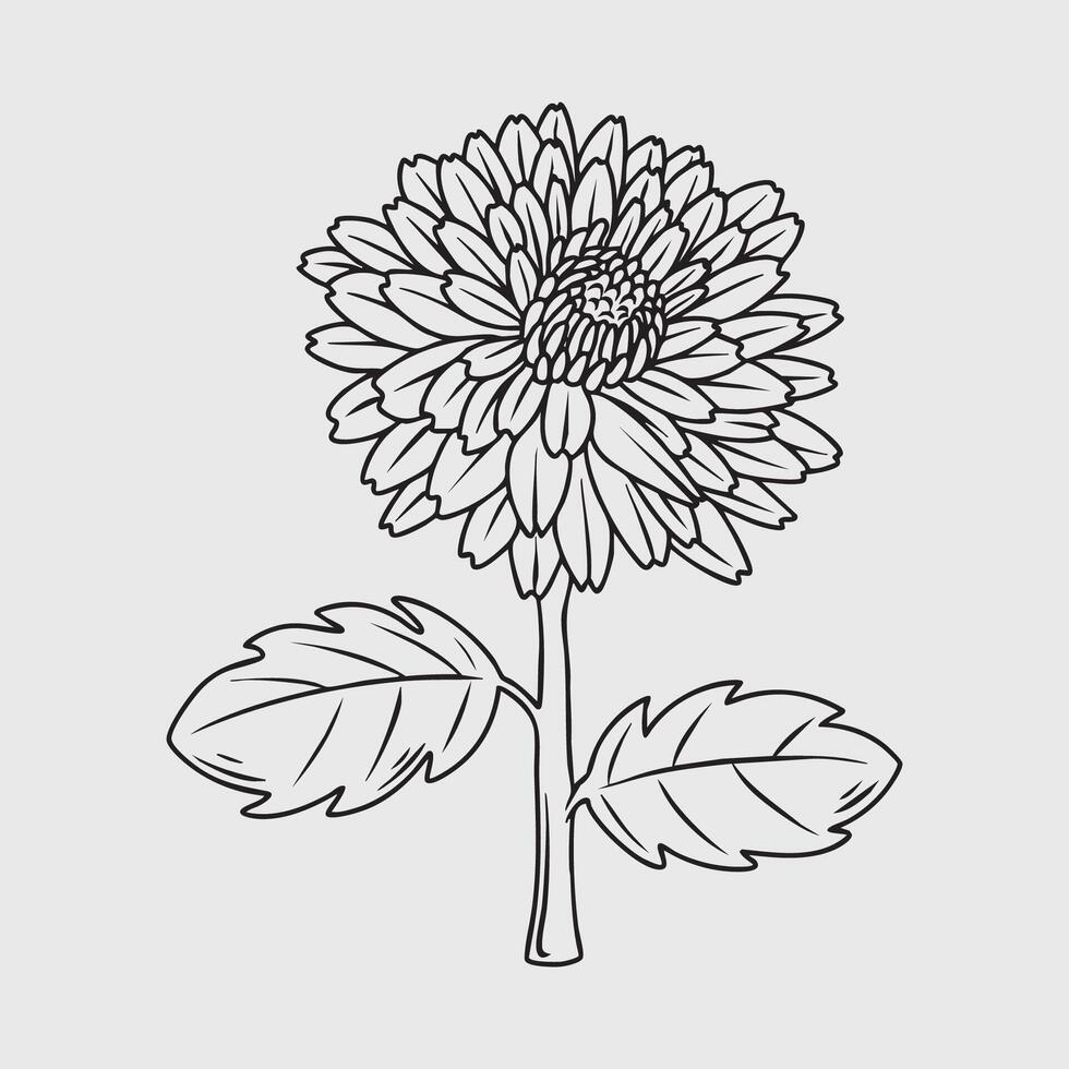 Detailed Black and White Chrysanthemum Flower Illustration vector