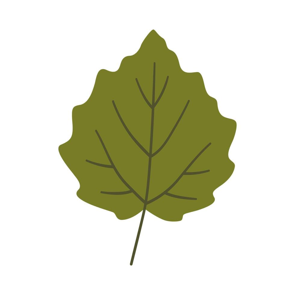 Aspen leaf in dark green color. One element isolated on white. Spring or summer background, illustration vector