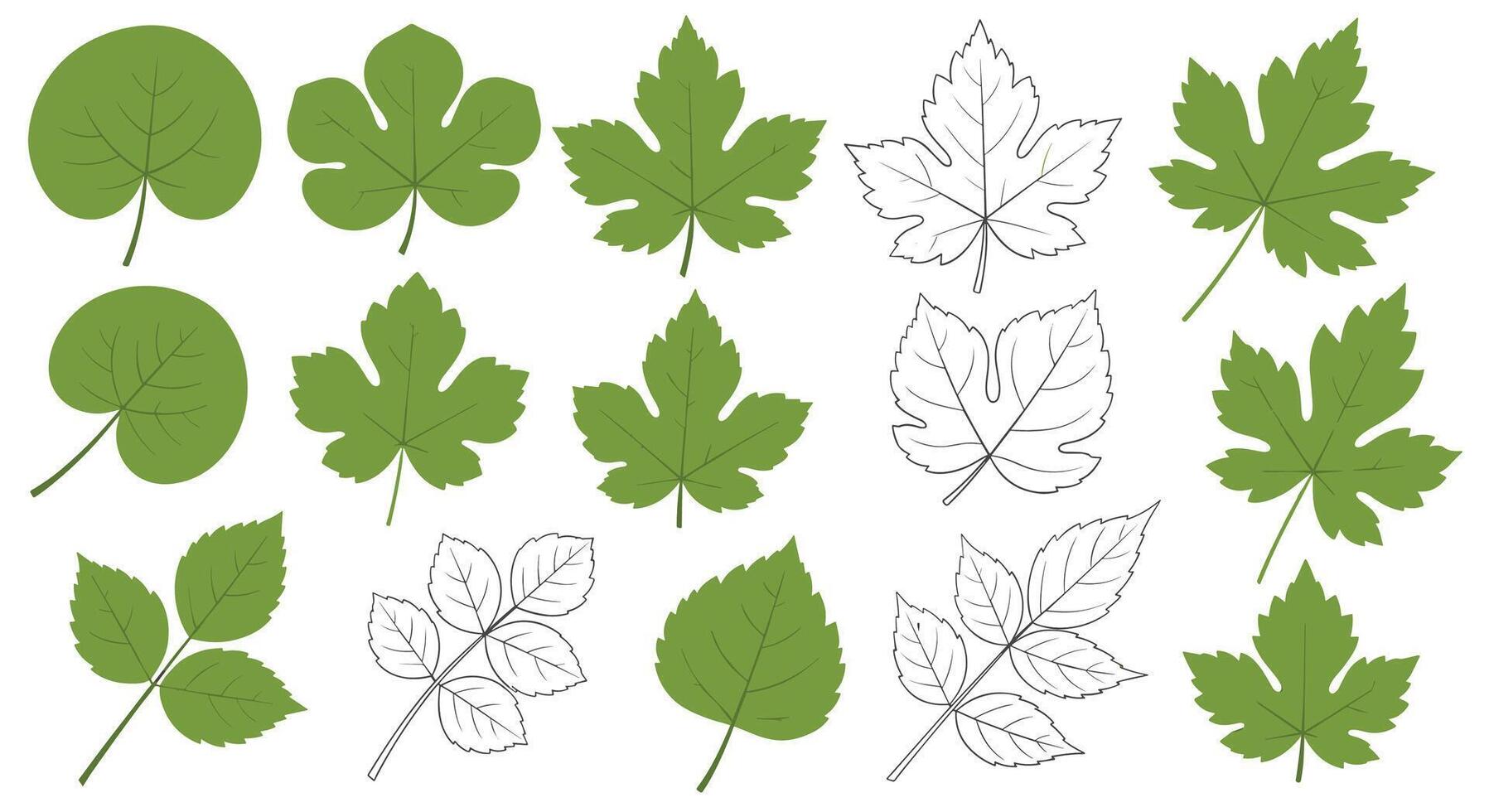 Diverse Leaf Morphology Study Visualizing Variability in Botanical Foliage and Plant Adaptations vector