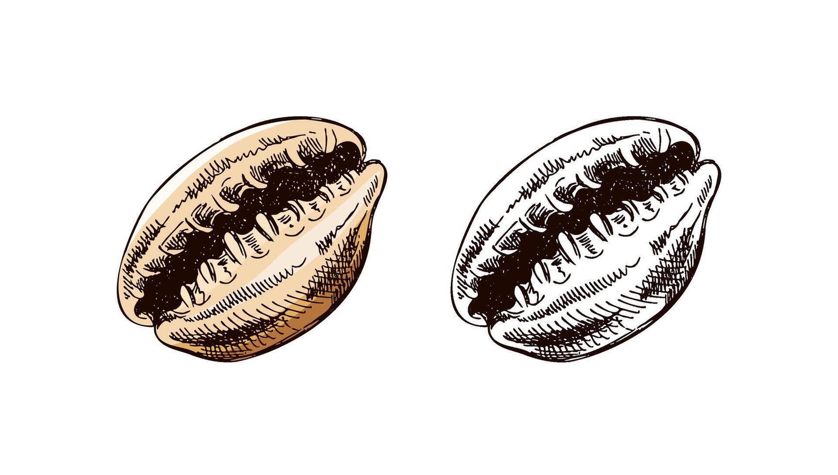 Hand drawn vintage sketch of cowrie seashell with detailed texture in soft beige color, isolated illustration set vector