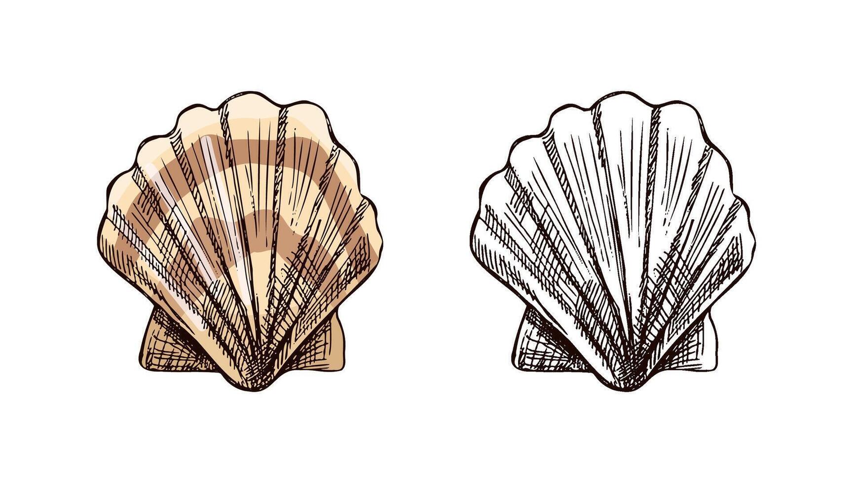 Hand drawn vintage sketch of scallop seashell with striped beige color version and monochrome outline, illustration set vector