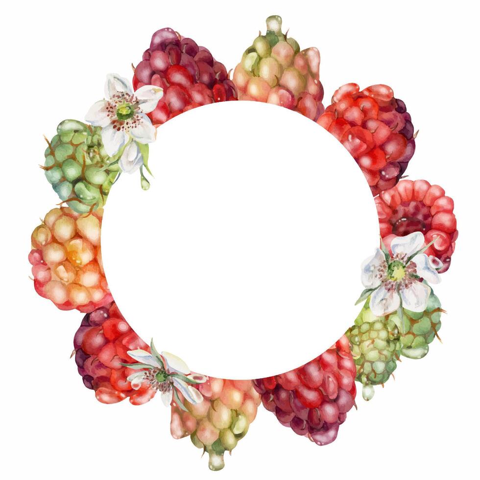 Raspberry berries flowers wreath in water splash, dew drops hand drawn in watercolor. Ripe garden dewberry cloudberry mulberry loganberry. Isolated circle frame. Fresh grocery, preserves recipe book vector
