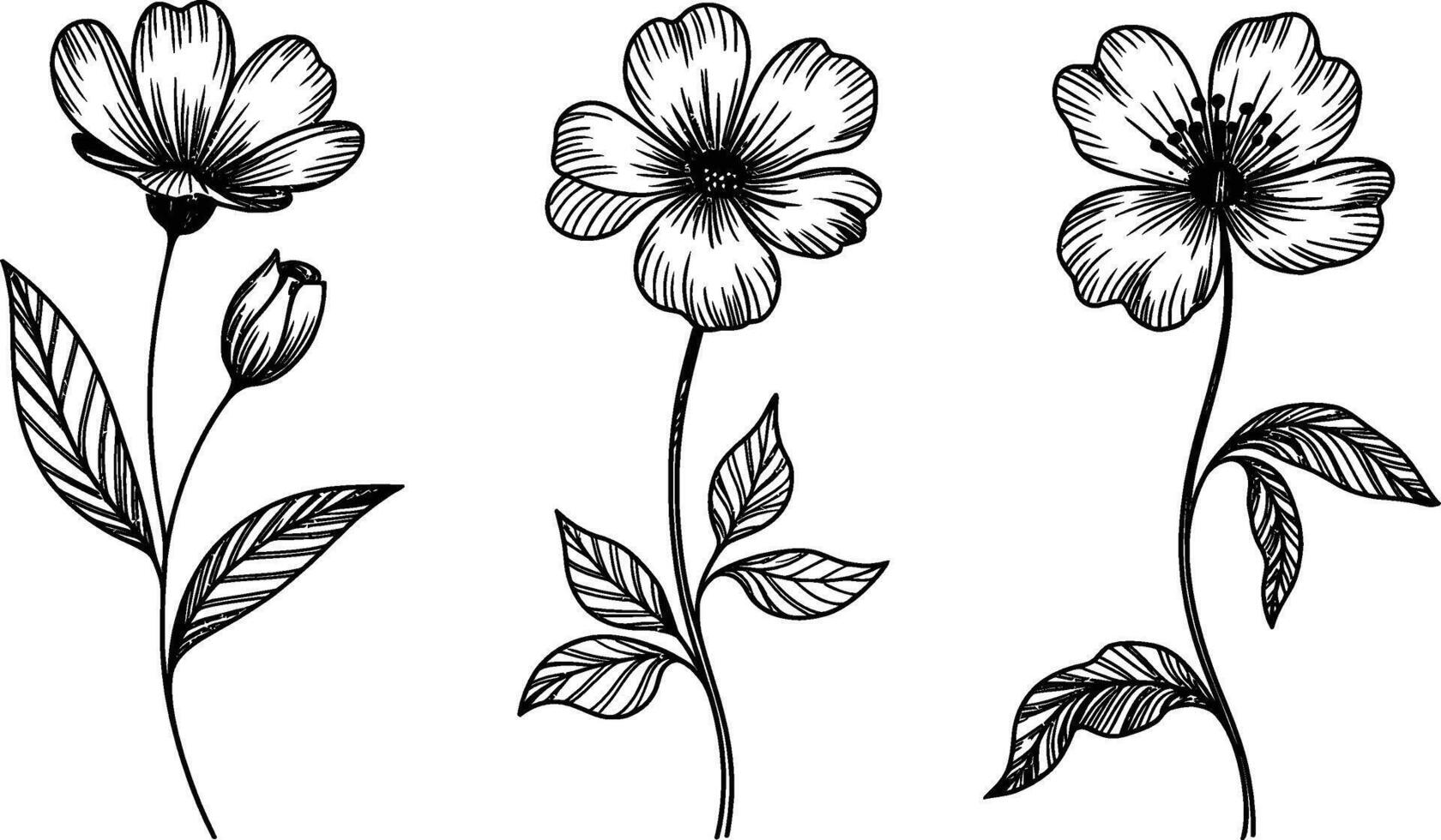 Elegant floral botanical illustration of wildflowers black and white line art vector