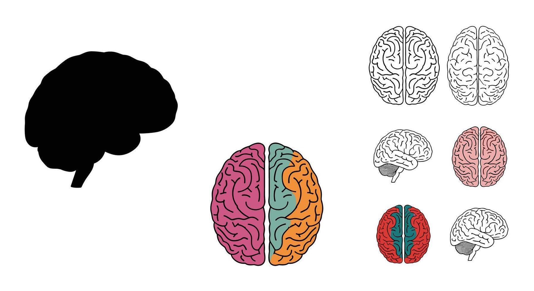 Human Brain Anatomy and Functions Medical Concept Science Education Healthcare Study of Intelligence vector