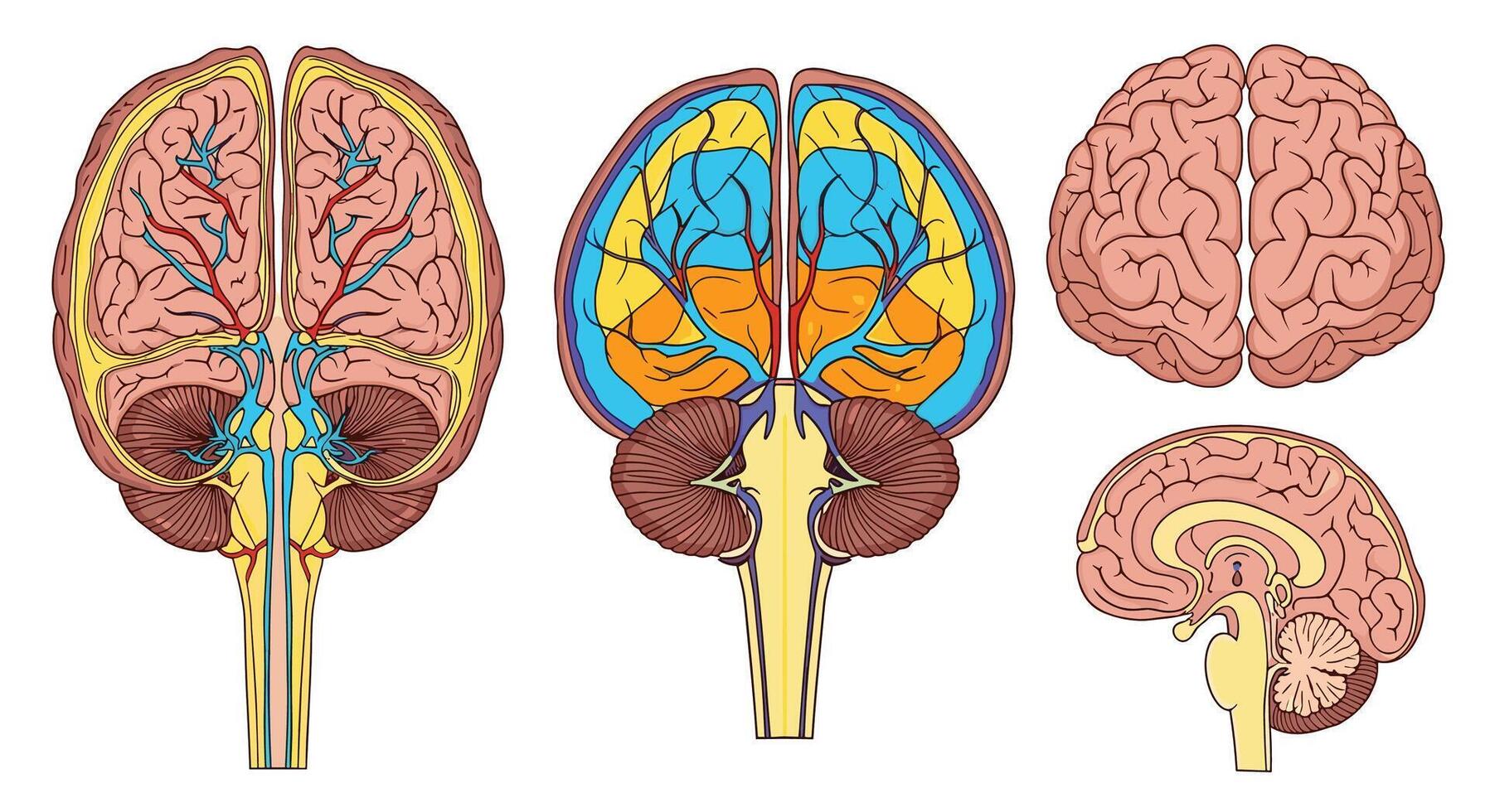 Anatomy Of The Brain Human Nervous System Cerebrum Hemispheres Lobe Structure vector