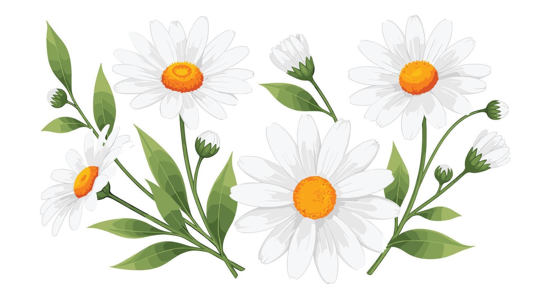 A Bunch of Beautiful White Daisies with Vibrant Yellow Centers and Green Leaves vector