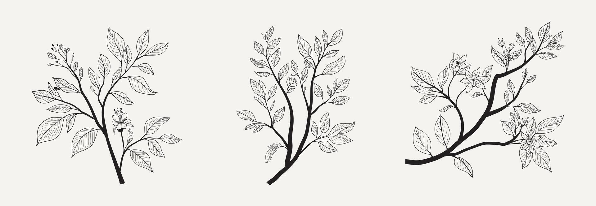 Floral Botany Flower Drawings Collection. Line Art Tree Branch. vector