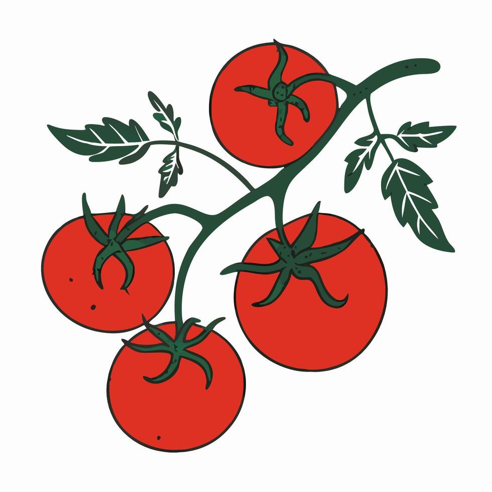 Illustration of Vine Ripe Tomatoes on Branch vector