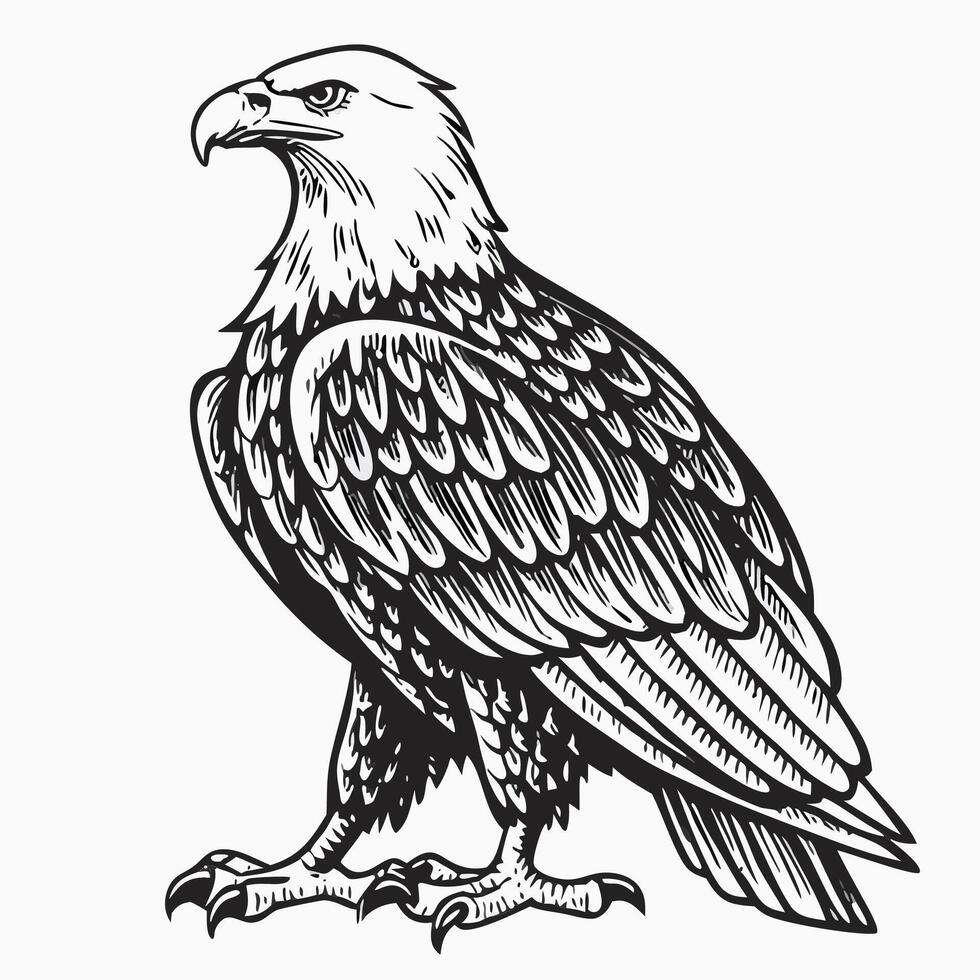 Hand drawn Bald Eagle Illustration, Black and White vector